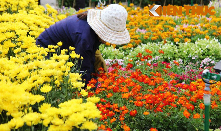 Công nhân đang hoàn thành những công đoạn thi công cuối cùng trên đường hoa.