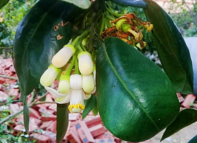 Riêng hoa bưởi đã rụng khỏi cành được bán rẻ hơn, khoảng 150.000 đồng/kg.