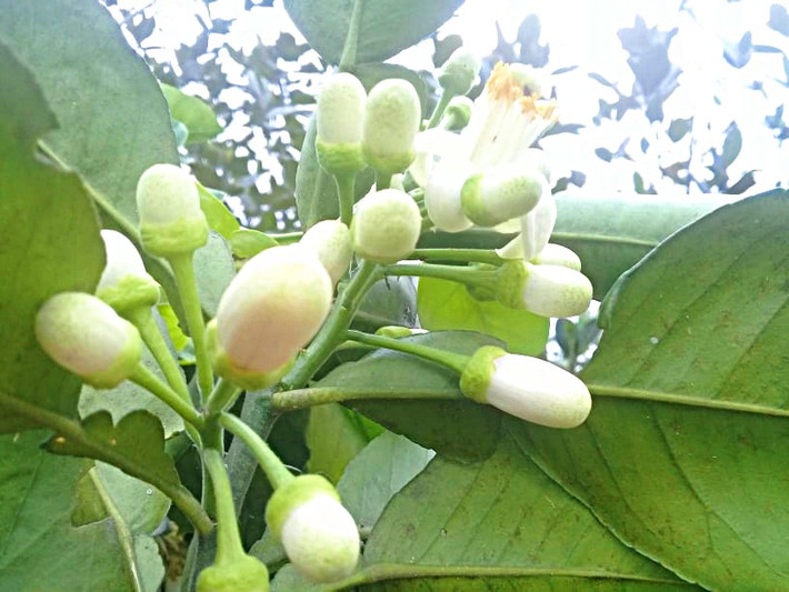 Theo những người bán hàng, hoa bưởi được lấy từ các vườn ở Hòa Bình, Cầu Diễn (Hà Nội).