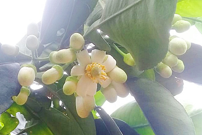 Vì lứa quả đầu nếu đậu bằng hoa này sẽ chua và nhạt hơn các lứa sau nên nhà vườn thường tỉa hoa đi bán. Và đây nhanh chóng trở thành món hàng "đặc trưng" hút khách Hà Nội.