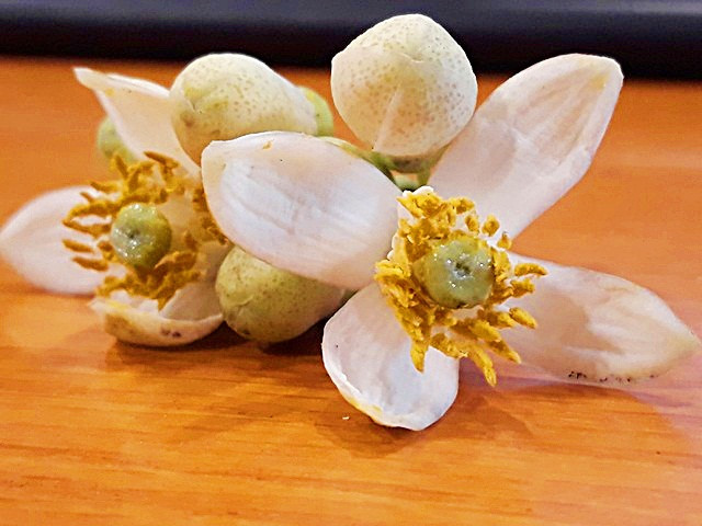 Vì vậy mà hoa bưởi đầu mùa luôn đắt khách, ai cũng muốn mua một ít để chuẩn bị đón tháng 3 về.
