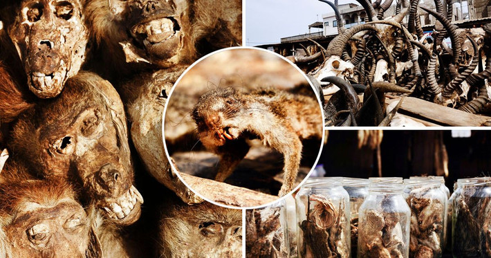 Còn đây là khu chợ phù thủy lớn nhất thế giới Merche des Feticheurs, ở thành phố Lome, Togo.