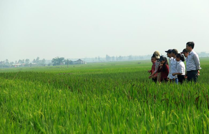 Nhiều người dân và các em học sinh tranh thủ dừng chân đến ngắm cảnh khi có dịp đi ngang qua đây.