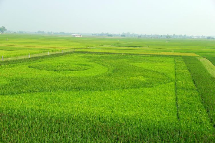 Khoảng 10 ngày nữa lúa sẽ trổ bông hết và bắt đầu chín, sau đó khoảng 1 tuần thì ruộng lúa này sẽ được thu hoạch.