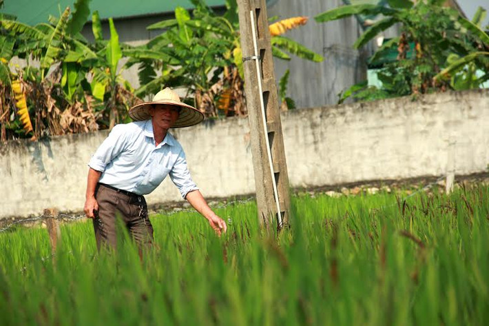 Theo ông Hòa, phải đến 10 ngày nữa thì lúa mới trổ bông hết, các màu sắc trên các giống lúa cũng mới tái hiện được rõ ràng.