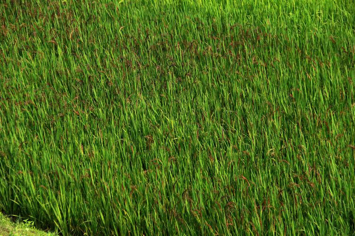Tấm bản đồ được “vẽ” bằng 4 giống lúa thảo dược có 4 màu tím, đỏ, vàng và trắng do chính mình tạo nên. Để hoàn thành “kiệt tác” này, 16 thợ cấy lành nghề phải làm trong hai ngày ròng rã.