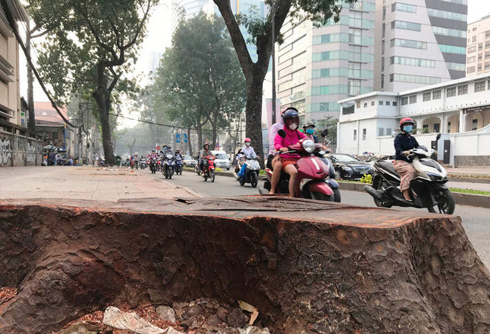 Những ngày qua, nhiều người qua lại tuyến đường Tôn Đức Thắng (từ bờ sông Sài Gòn đến đại lộ Lê Duẩn, quận 1, TP.HCM) cảm nhận sự thay đổi rõ rệt vì sự trống trải trên tuyến đường được xem là lãng mạn nhất TP này.