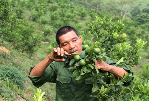 Sau chiến tranh, thương binh Trần Mạnh Thắng ở thôn An Ninh, xã Vinh Quang huyện Chiêm Hóa (Tuyên Quang) đã trở về xây dựng quê hương. Từ đôi bàn tay trắng, với nỗ lực không ngừng học hỏi, gia đình anh Thắng đã trở thành điển hình trong phong trào xây dựng nông thôn mới ở địa phương. Với 2 trang trại có tổng diện tích hơn 22ha, anh bố trí trồng các loại cây ăn quả, cây chè… mỗi năm thu về hơn 1 tỷ đồng.