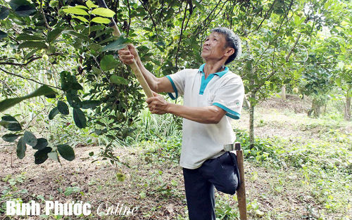 Ông Chu Kim Cảnh trở về từ chiến trường Campuchia với tỷ lệ thương tật 2/4,đã rời quê Thanh Hóa vào ấp Thuận Thành, xã Thuận Lợi (Đồng Phú, Bình Phước) lập nghiệp. Nhờ cần cù và sáng tạo trong lao động, 3ha điều của ông luôn đạt năng suất cao, đàn gia cầm phát triển đều nên mỗi năm ông thu về trên 100 triệu đồng sau khi trừ chi phí.
