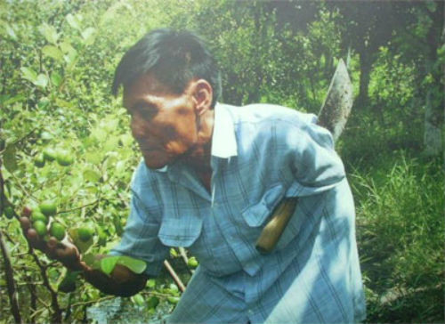 Đi lên từ lòng quyết tâm tự lực tự cường, ham học hỏi, thương binh hạng 1/4 Lê Văn Hớn (SN 1963, ở xã Giai Xuân, huyện Phong Điền, Cần Thơ, bị mất cánh tay trái, chấn thương cột sống, lưng còng) đã mạnh dạn vay vốn phát triển kinh tế theo mô hình vườn – ao – chuồng. Khu vườn hơn 9.000m2 của gia đình được anh Hớn cải tạo để trồng táo, bưởi, nuôi cá trê... Mỗi năm, gia đình anh thu về từ 90 đến 100 triệu đồng.