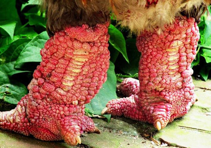 Gà Đông Tảo: Là giống gà đặc hữu, quý hiếm của Việt Nam. Đặc điểm nổi bật của gà "quý tộc" này là cặp chân vô cùng xấu xí, đôi chân to và thô.
