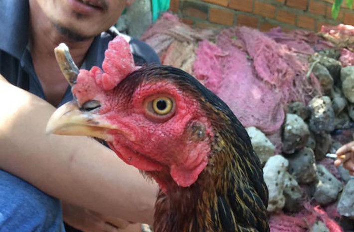 Gà mái có sừng như tê giác: "Cô" gà mái này có một chiếc sừng như tê giác trên mũi thuộc sở hữu của anh Võ Ngọc Minh (thôn Ngọc Diêm, xã Ninh Ích, huyện Ninh Hoà, tỉnh Khánh Hoà). "Nhiều người trả hàng chục triệu đồng để mua con gà có 1 không 2 này nhưng tôi không bán", anh Minh chia sẻ.
