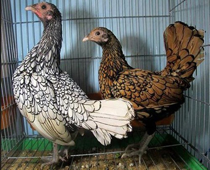 Chính vẻ đẹp kỳ lạ này đã khiến cho Sebright trở thành giống gà cảnh được ưa chuộng từ khắp nơi trên thế giới. Con gà này có bộ lông giống gà sao ở Việt Nam.