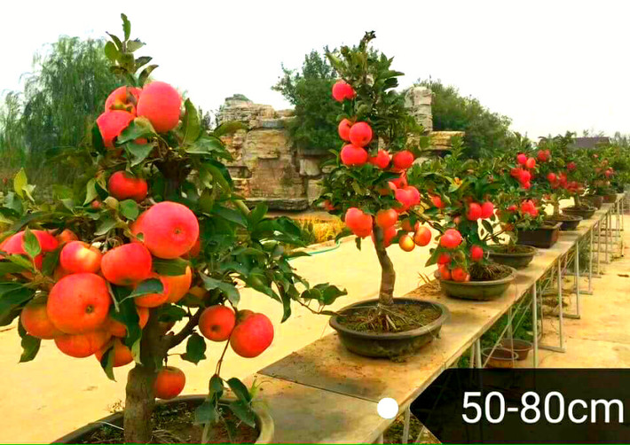 1. Cây táo cảnh Thị trường quà Tết 2018 đang sốt với cây táo tàu cảnh vừa chơi Tết vừa ăn quả. Giá của cây này từ 900.000 - 5.000.000 đồng/chậu tùy từng cây, từng thế và số lượng quả. Ảnh: Internet.