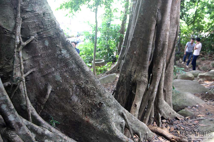 Ngoài thân cây chính, các rễ phụ cũng phải chịu cảnh tương tự, không chỉ các vết khắc, các rễ phụ của cây đa còn có các dòng chữ được viết bằng bút xóa nằm chồng chéo lên trên.