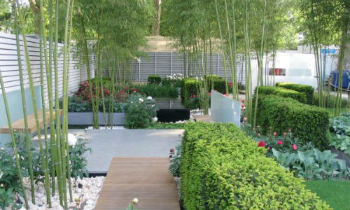 Bạn có thể trồng một dãy tre quanh sân vườn để mang lại những điều tốt lành cho cả nhà. Tre tươi tốt bốn mùa nên có thể điều tiết phong thủy nhà ở rất tốt.