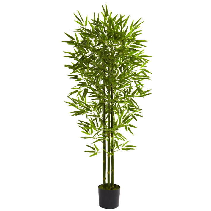 Để cây tre mang nhiều may mắn hơn, bạn cũng cần chú ý đến cách chăm sóc cây. Khi nào thấy đất trồng khô thì tưới nước, tốt nhất bạn nên dùng nước sạch để tưới cây.