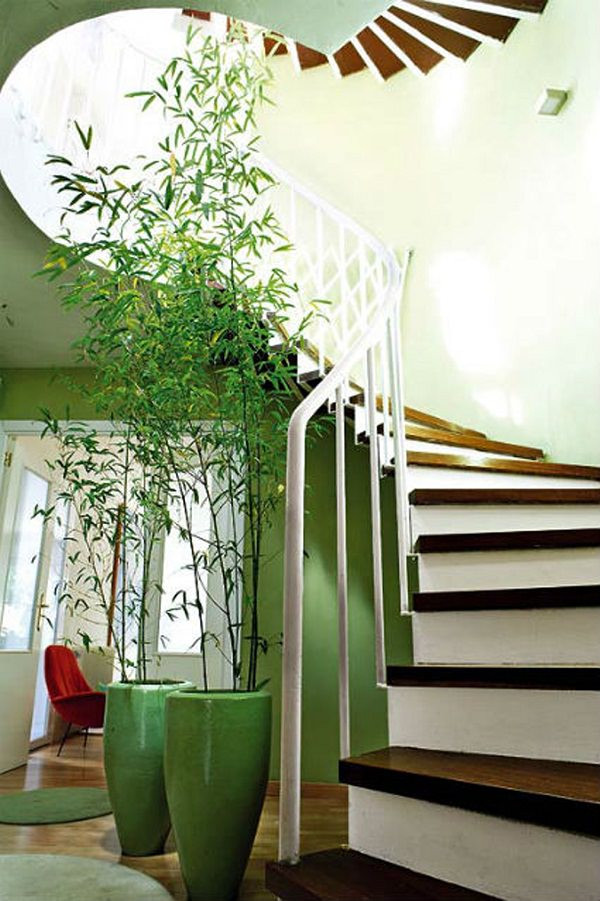 Nếu trồng tre bên trong nhà, bạn nên đặt chậu cây ở hướng Đông. Cây tre may mắn sẽ mang đến sức khỏe cho mọi thành viên trong gia đình.