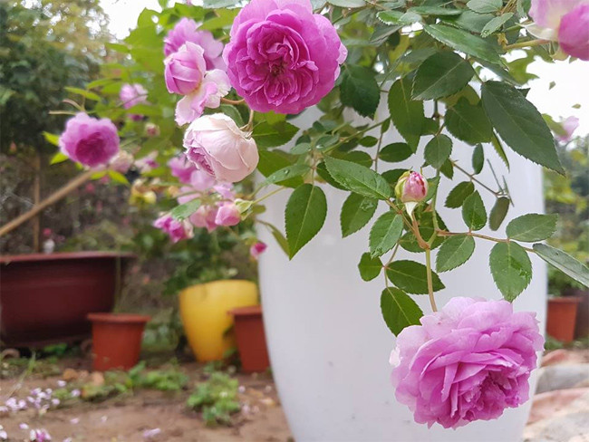 Những chậu hoa aunt margy' chi chít hoa