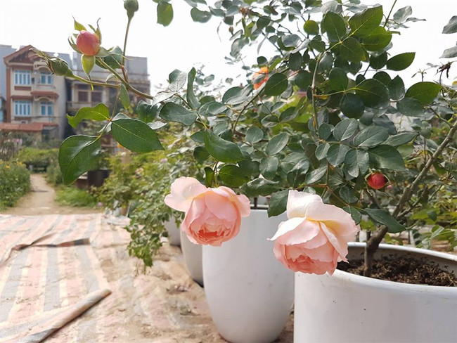 Hoa hồng ngoại Haven on earth
