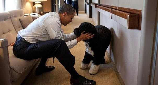 Ngoài ra, người ta cũng bắt gặp thú cưng của tổng thống trên Air Force One. Ông Obama thường đưa chú chó tên Bo lên chuyên cơ. Cựu Tổng thống George W. Bush cũng thường mang chó và mèo lên máy bay. Ảnh: White House