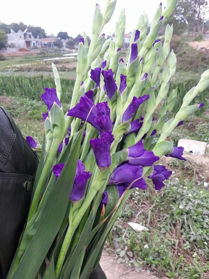 Ngay sau khi đăng tải, hình ảnh hoa lay ơn tím độc đáo này đã thu hút được hơn 2 nghìn lượt like và hàng trăm bình luận. Ảnh: FB Thanh Nguyễn