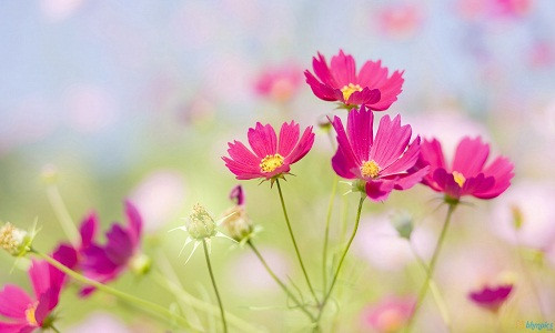 Mơ thấy hoa tươi là dấu hiệu chủ nhân sớm được hưởng một cuộc sống hạnh phúc.