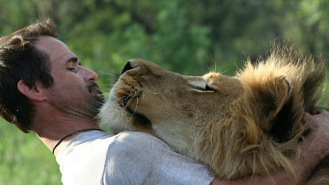 Khi gặp sư tử, nhiều người có thói quen bỏ chạy. Tuy nhiên, bạn càng chạy sư tử càng đuổi.
