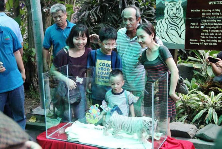 Người dân Sài Gòn ngắm nhìn và mừng đầy tháng 3 chú hổ trắng.