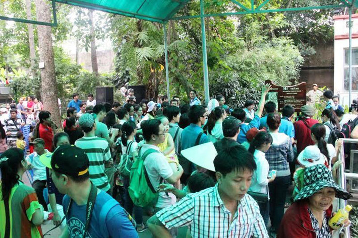 Ông Phan Việt Lâm, Giám đốc Công ty TNHH MTV Thảo Cầm Viên Sài Gòn, cho biết: “Sau 6 năm nuôi dưỡng, đến nay, hổ trắng đã sống tốt và sinh đẻ được 3 chú hổ con. Điều này chứng tỏ những chú hổ trắng quý hiếm đã thích nghi với khí hậu miền Nam Việt Nam”.