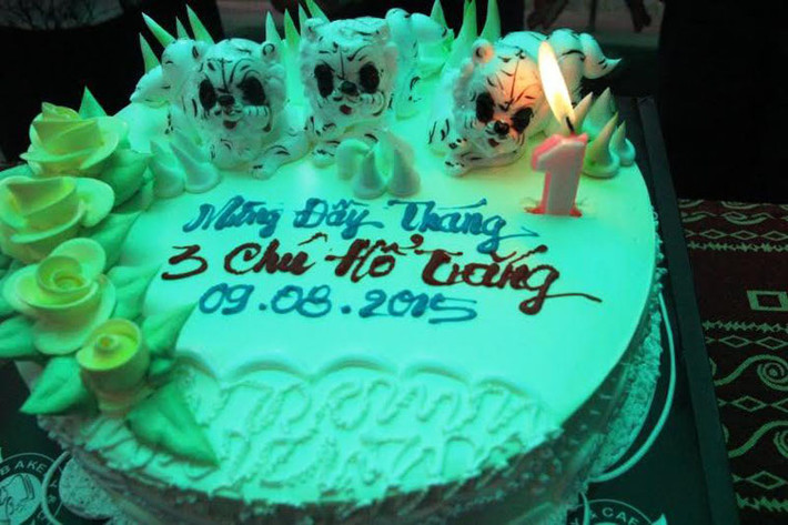 Sáng 9/8, Thảo Cầm Viên Sài Gòn tổ chức lễ tròn 1 tháng tuổi cho 3 chú hổ trắng quý hiếm.