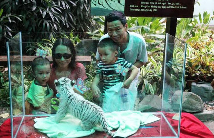 Chụp ảnh cùng các chú hổ.