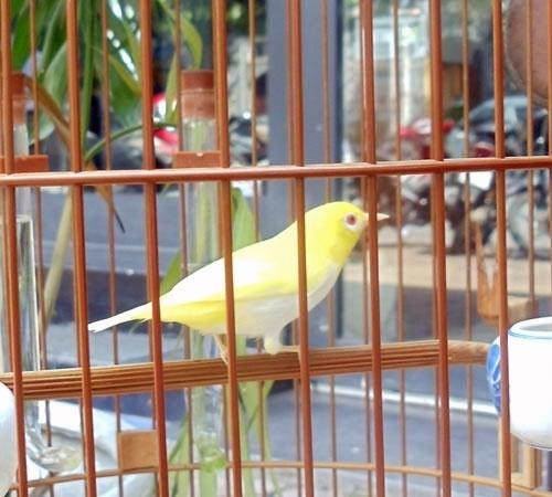 7. Chim biến đổi gen 10.000 USD Sau 2 năm (từ 2010 - 2012) chơi chim, anh Lý Hùng Tú (67B, quận Hai Bà Trưng, Hà Nội) đã bỏ ra 9.000 USD để mua chú chim hoàng khuyên, xanh bị biến đổi gen, toàn thân có màu mơ, vàng như chim yến. Ảnh: Tin nhanh online.