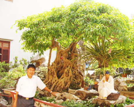 5. Cây sanh 20 tỷ của đại gia Phú Thọ Đại gia Phan Văn Toàn (Toàn "đô la") ở TP. Việt Trì, Phú Thọ được xem là một trong những đại gia chơi ngông nhất. Chưa đầy 8 năm, vị đại gia Việt này đã bỏ 120 tỷ để… chơi cây. Trong dịp Tết Nguyên đán 2010, Toàn "đô la" đã rất bạo tay chi đến 1,2 triệu USD (tương đương hơn 20 tỷ đồng), để rinh một cây sanh 200 tuổi về trưng Tết. Ảnh: Zing.