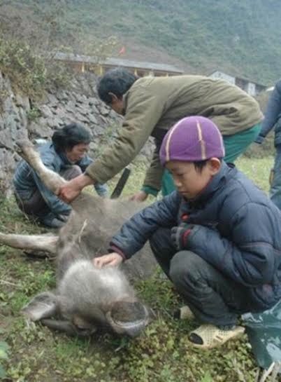 Một cậu bé vùng cao khóc khi con nghé của gia đình đã chết bởi cái lạnh.