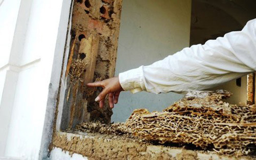 Các khung cửa đã bị mối ăn rơi rụng.