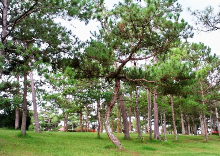 Đà Lạt (tỉnh Lâm Đồng) được mệnh danh là thành phố sương mù với những rừng thông bạt ngàn, thu hút đông đảo du khách trong nước và quốc tế.