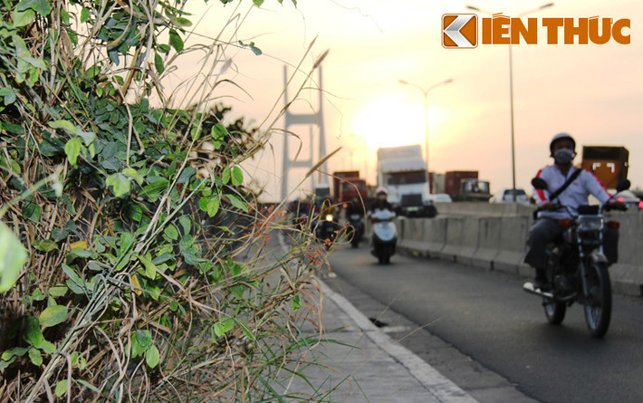 Dọc 2 bên đường lên và xuống cầu Phú Mỹ (hướng quận 2), tình trạng cỏ cây mọc um tùm che khuất tầm nhìn của người đi đường tồn tại đã lâu nhưng không được ai quang phát.