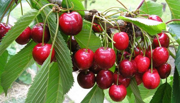 Nhiều trang mạng cũng như cửa hàng trái cây nhập khẩu rao bán với giá 590.000 - 750.000 đồng/kg.