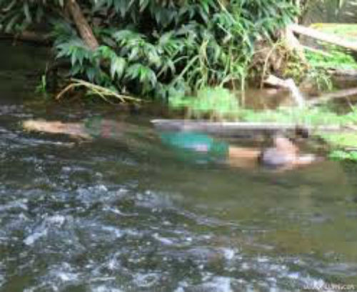 9. Truy tìm hung thủ thảm sát giữa rừng, giết 4 người cùng gia đình Ngày 4/7, thượng tá Hoàng Trọng Năm - phó trưởng Công an huyện Tương Dương (Nghệ An) cho biết, cơ quan này đang phối hợp với Công an tỉnh Nghệ An truy tìm hủng thủ gây ra vụ thảm sát kinh hoàng khiến 4 người tử vong tại bản Phồng (xã Tam Hợp). Kết quả khám nghiệm tử thi, khám nghiệm hiện trường đã khẳng định cả 4 người trong gia đình anh Lô Văn Thọ bị giết, trên thi thể của cả 4 nạn nhân có nhiều vết chém.