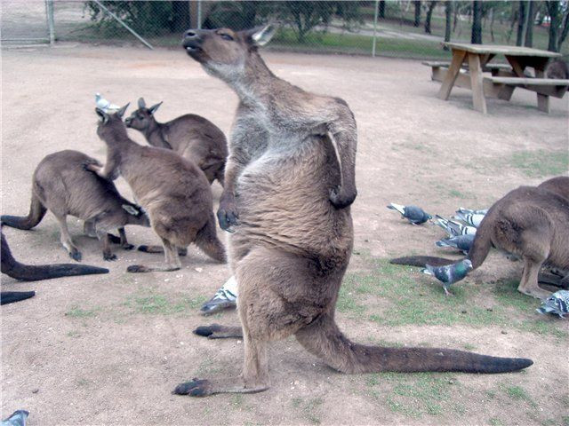 Đôi tay khéo léo của kangaroo.