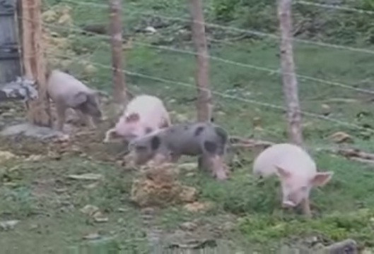 Cả đàn lợn dùng cột để gãi ngứa.