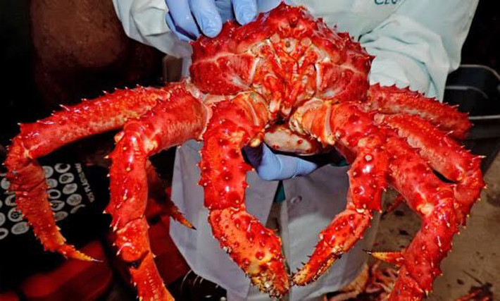 9. Cua Hoàng đế (king crap) Với dân sành ăn và giới nhà giàu Việt, cua Hoàng đế không còn quá xa lạ. Bởi, loại cua này trước đây vẫn thường xuất hiện tại các nhà hàng sang trọng hay các khách sạn 5 sao, chúng được xếp vào những món ăn có giá đắt đỏ bậc nhất. Ảnh: Vietnamnet.