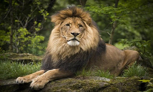 Một công ty tổ chức du lịch ở Zimbabwe đã bị chỉ trích vì treo giải thưởng xổ số là cơ hội giết một con sư tử.
