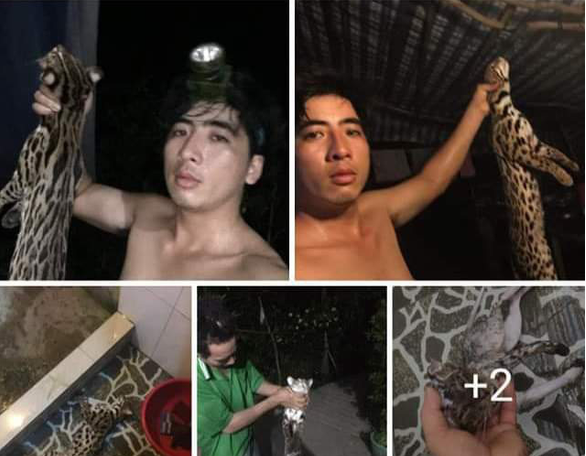 Dân quân xã giết động vật hoang dã rồi lên Facebook 'khoe' chiến tích: Ngày 26/8/2020, một nam thanh niên có tên "Hữu Cường Huỳnh" ở xã Tân Thanh, huyện Cái Bè đăng tải "khoe" chiến tích những hình ảnh giống con mèo rừng bị giết chết với nội dung: "Quá bự anh em ơi, 3 ngày 7 con. Hôm nay là bự nhất 4,5kg...".