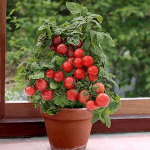Cắt tỉa cây cà chua theo ý thích để chậu bonsai thêm phần đẹp mắt. Ảnh: House.