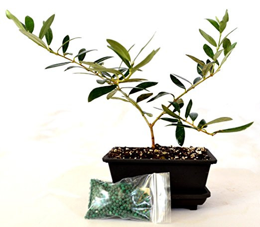 Ảnh: amazon.com