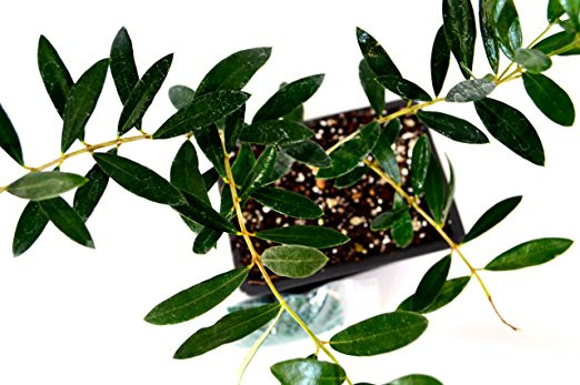 Nhiều dân sành cây cảnh đang cố "lùng" mua bonsai ô liu về trang trí nhà đón Tết. Ảnh: amazon.com