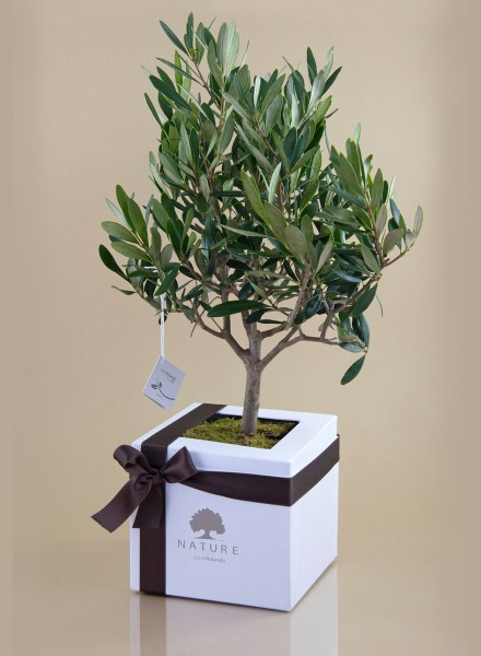 Cây ô liu bonsai được cho rằng mang một ý nghĩa về mặt phong thủy, thể hiện sự sum suê, trù phú, ấm no. Ảnh: bomboniereroccaro.com. '