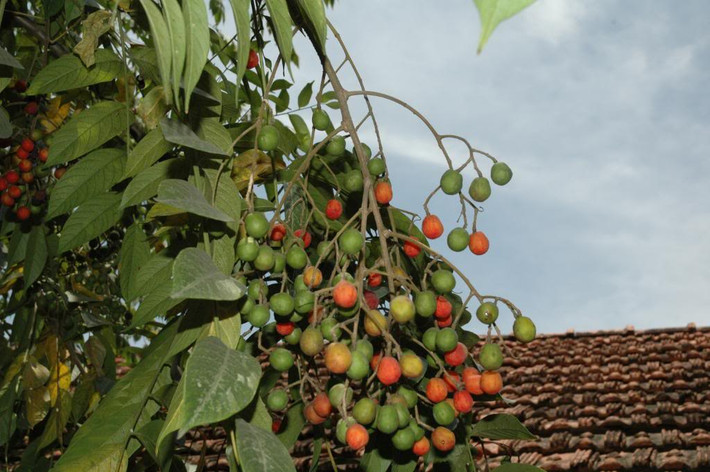 Dâu da xoan là loài cây thân gỗ nhỏ, còn có tên gọi khác là châm châu, dâm bôi. Dâu da xoan được trồng nhiều ở các vùng miền tại nước ta. Ảnh: chuabenh.